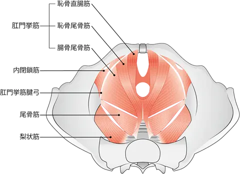 骨盤底筋マッサージ